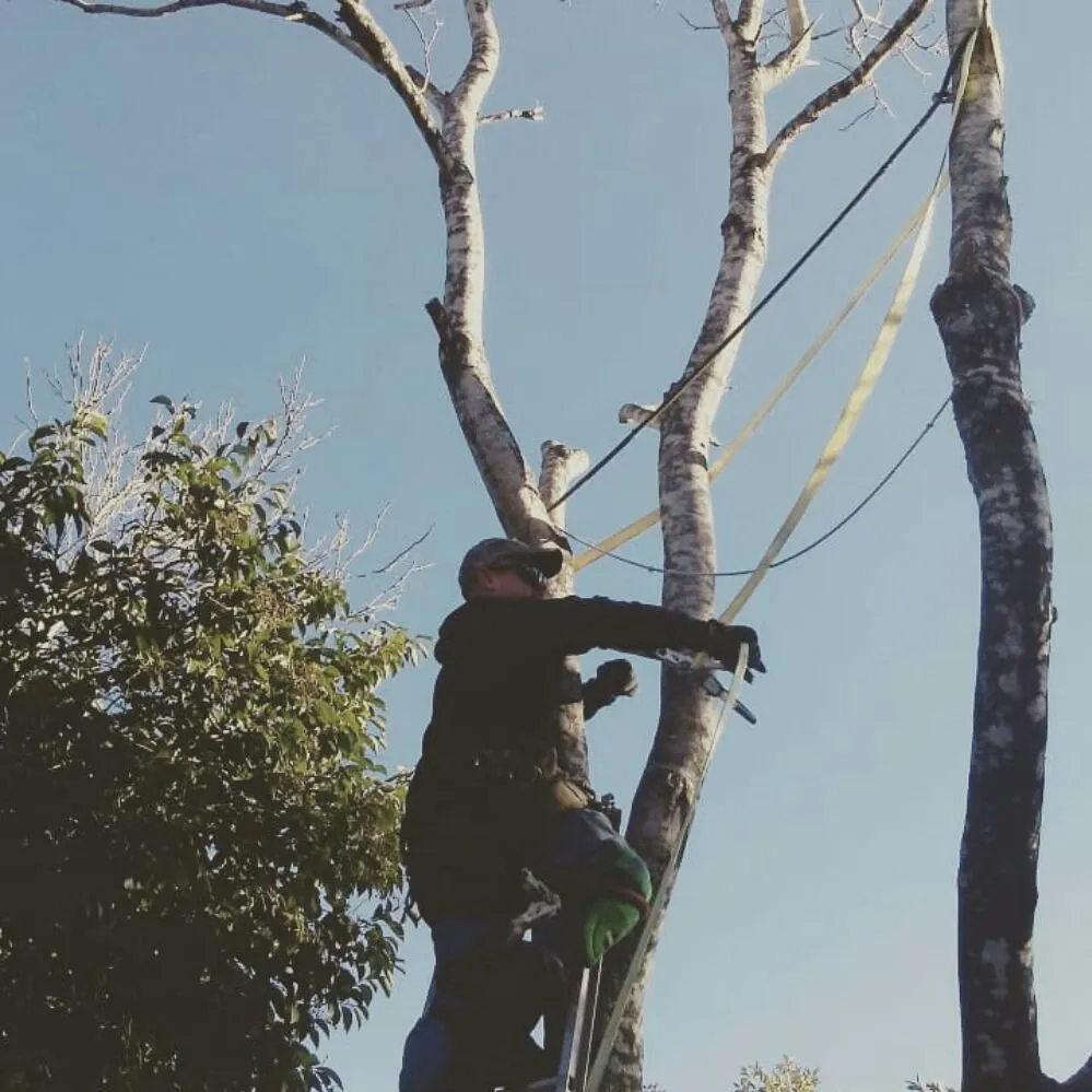 Expert landscape design for beautiful yards across San Antonio, TX - The Other Branch