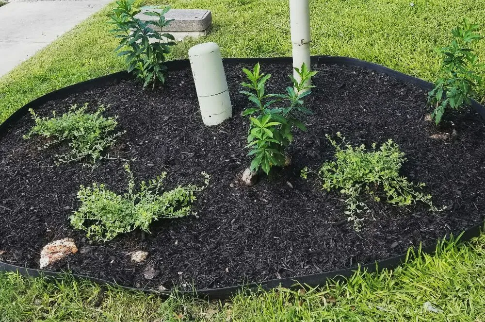 Local outdoor landscaping in San Antonio, TX by The Other Branch