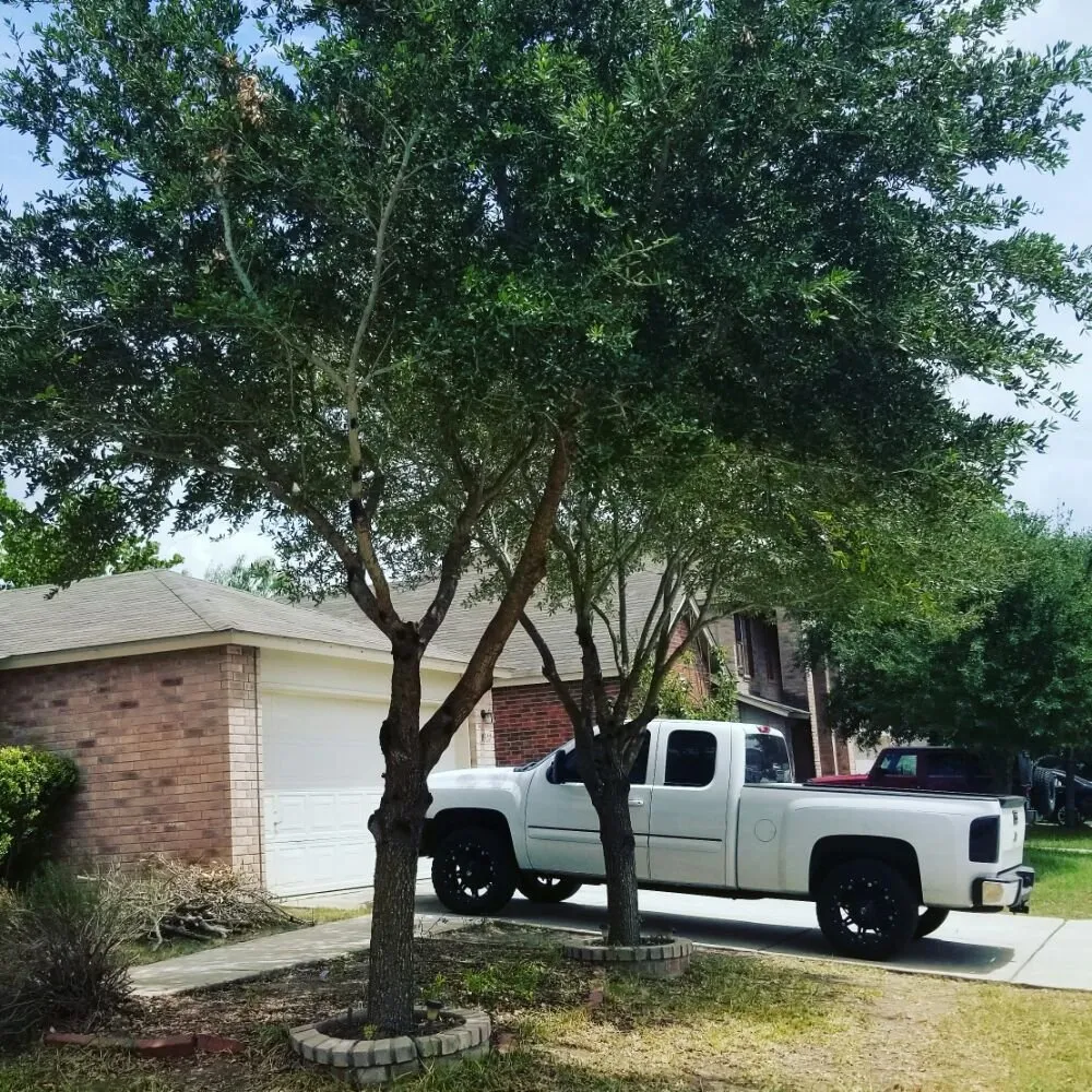 Top-rated lawn care service in San Antonio, TX - The Other Branch