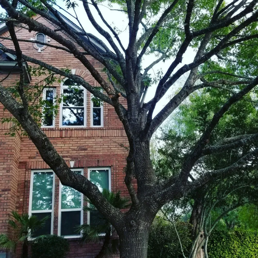 Expert lawn mowing service for beautiful yards across San Antonio, TX - The Other Branch