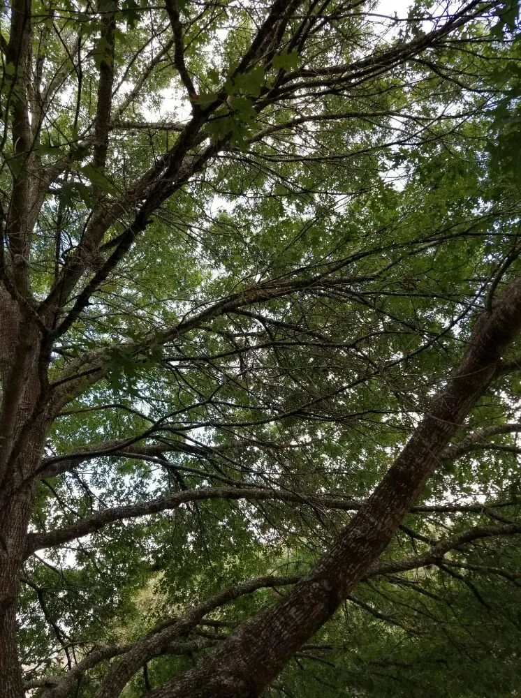 Local residential landscaping experts serving San Antonio, TX - The Other Branch