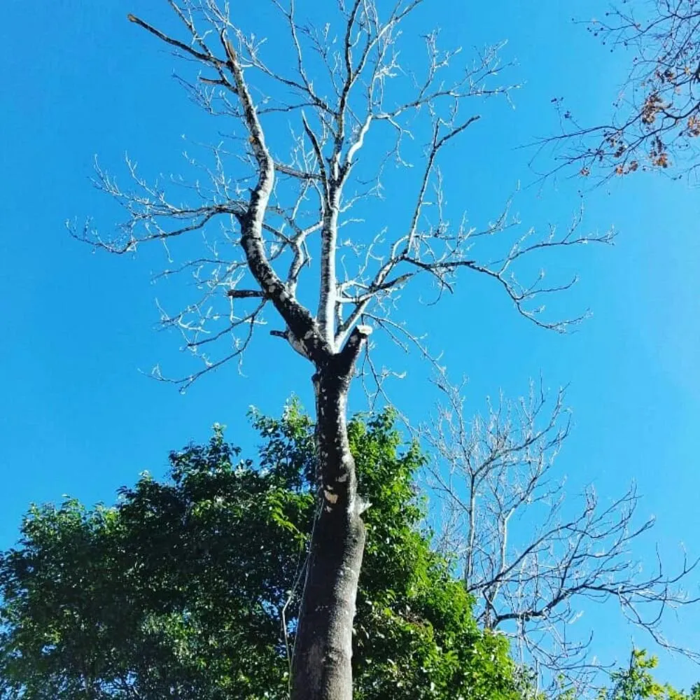 Professional landscape design for homes across San Antonio, TX - The Other Branch