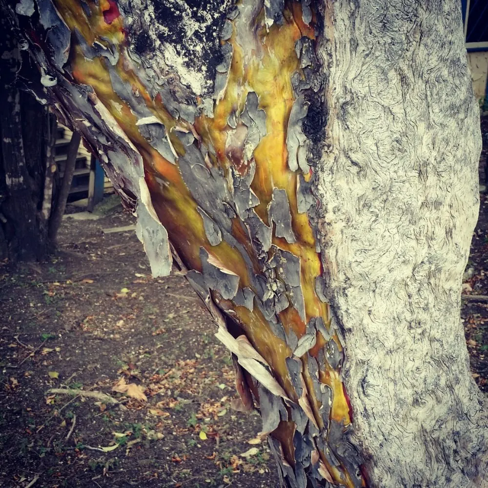 Reliable landscape installation experts serving San Antonio, TX - The Other Branch