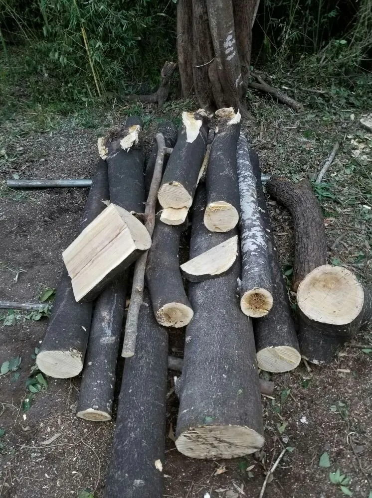 Expert residential landscaping for residential properties in San Antonio, TX by The Other Branch