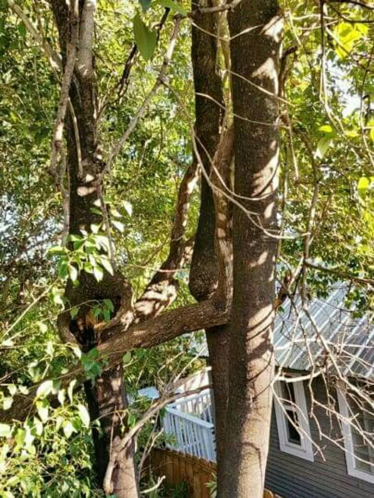 Professional yard maintenance in San Antonio, TX - The Other Branch