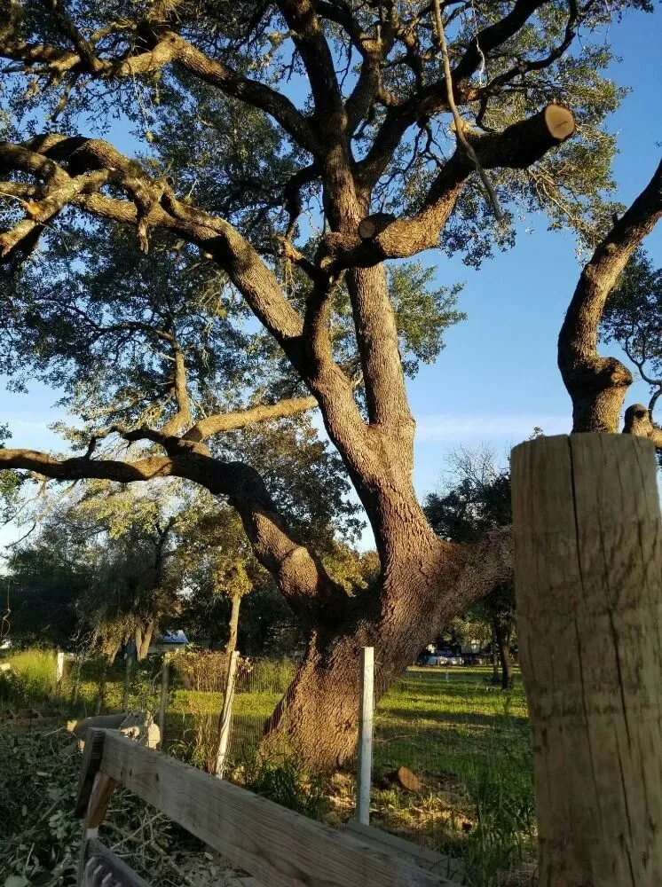 Affordable yard cleanup service in San Antonio, TX - The Other Branch