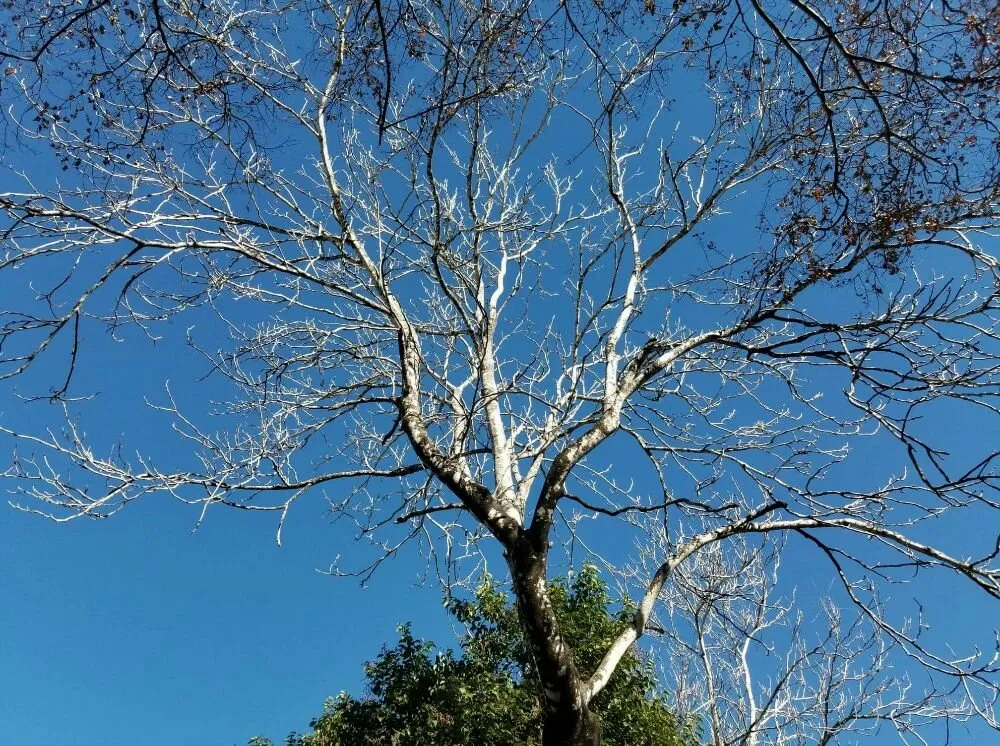 Expert landscaping services experts serving San Antonio, TX - The Other Branch