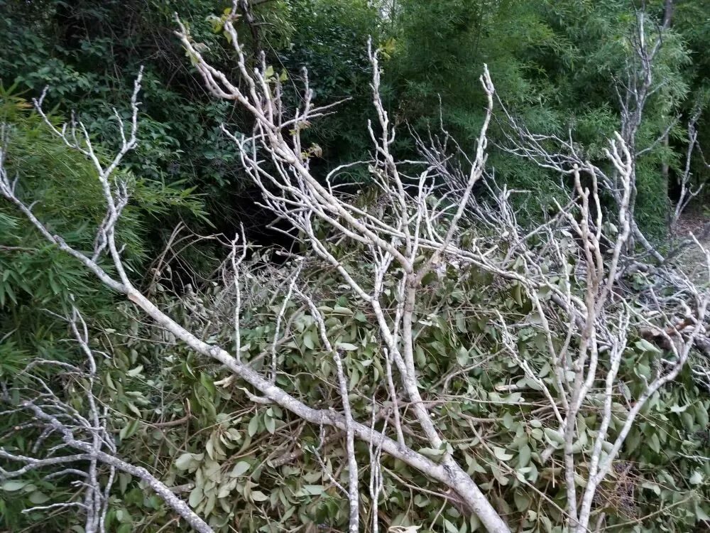 Reliable yard maintenance for residential properties in San Antonio, TX by The Other Branch