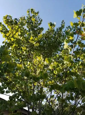 The Other Branch Logo