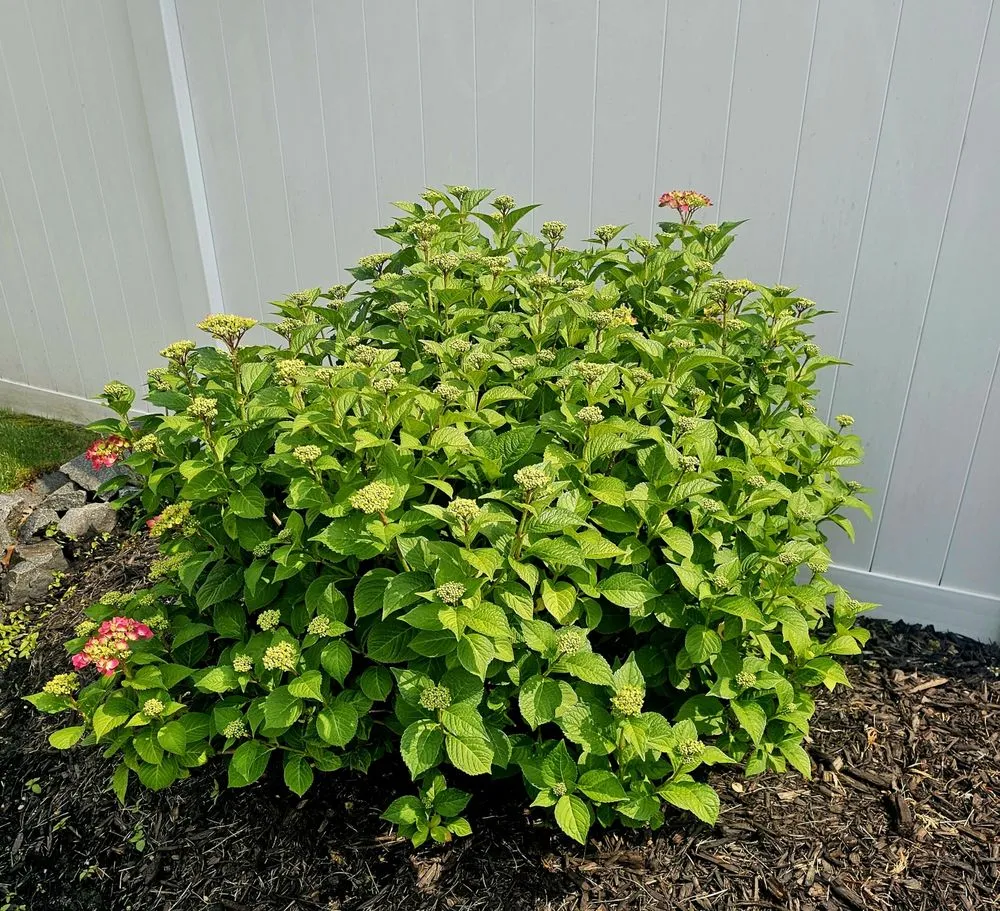 Custom landscape design in Philadelphia, PA - The Other Weed Guy