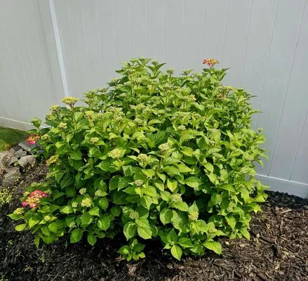 The Other Weed Guy Logo