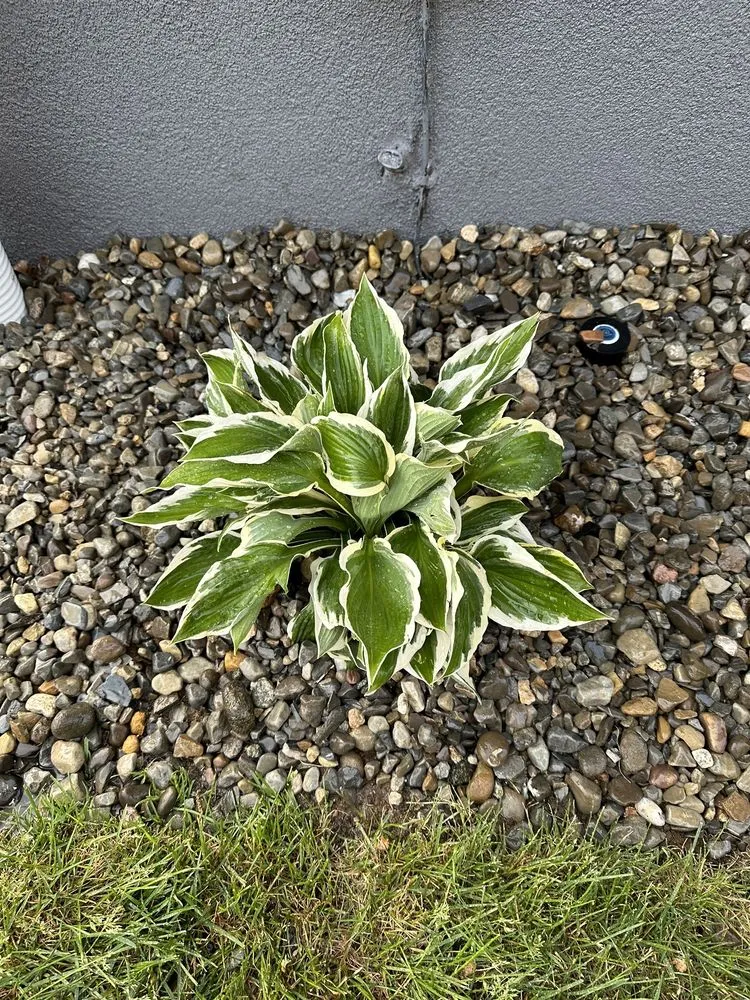 Reliable residential landscaping in Paterson, NJ by The Palacios B Landscaping