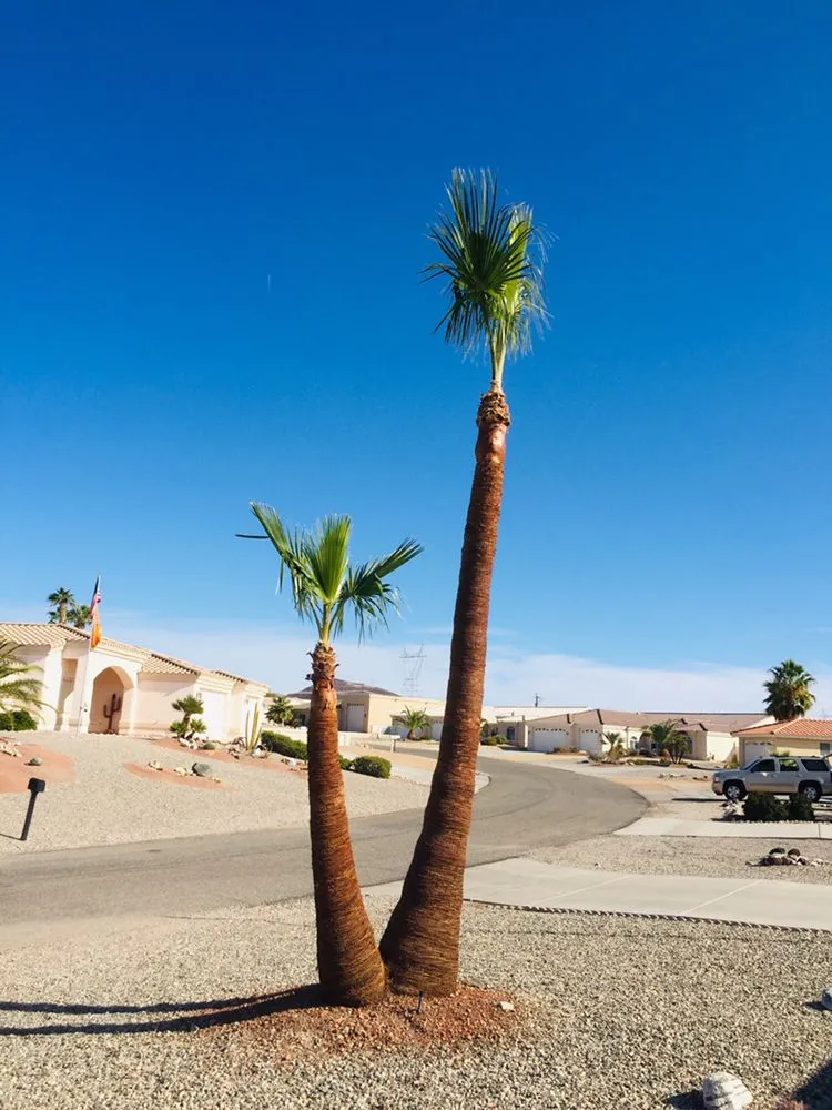 Professional landscape installation for residential properties in Lake Havasu City, AZ by The Palm Tree Guy