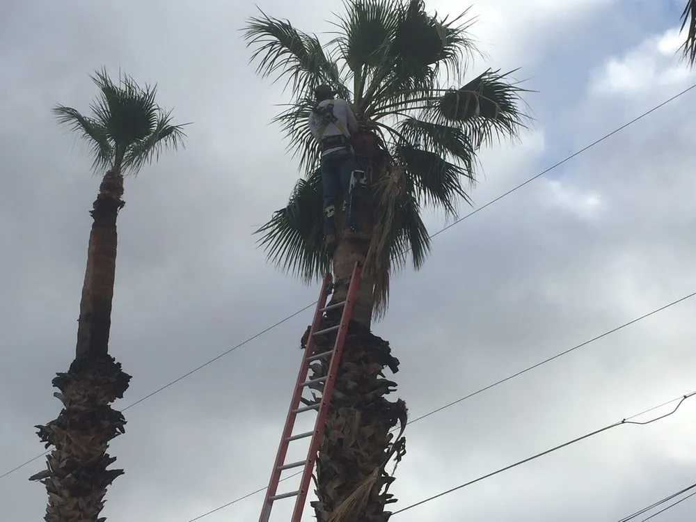 Professional landscape design for beautiful yards in Lake Havasu City, AZ by The Palm Tree Guy