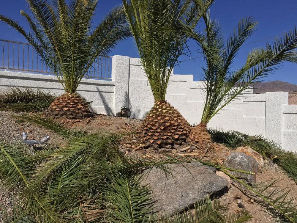 Custom outdoor landscaping in Lake Havasu City, AZ - The Palm Tree Guy