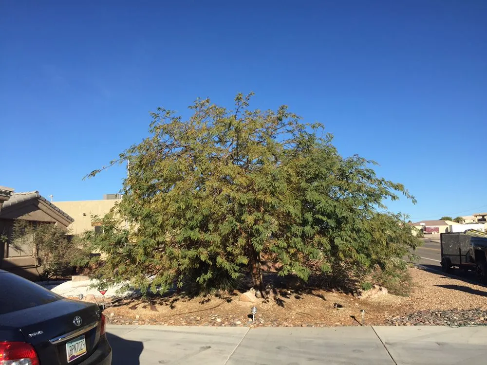 Affordable outdoor landscaping in Lake Havasu City, AZ by The Palm Tree Guy