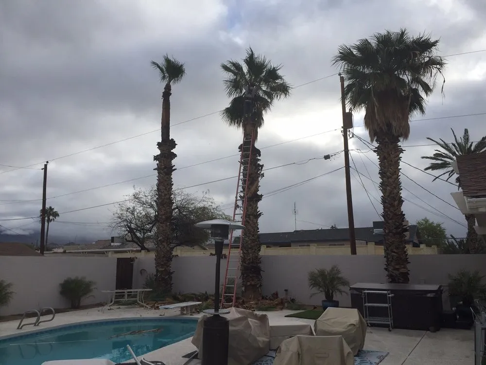 Affordable garden landscaping in Lake Havasu City, AZ - The Palm Tree Guy