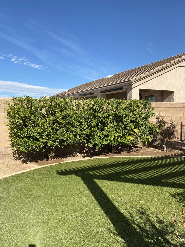 Expert landscape installation for outdoor upgrades in Lake Havasu City, AZ by The Palm Tree Guy