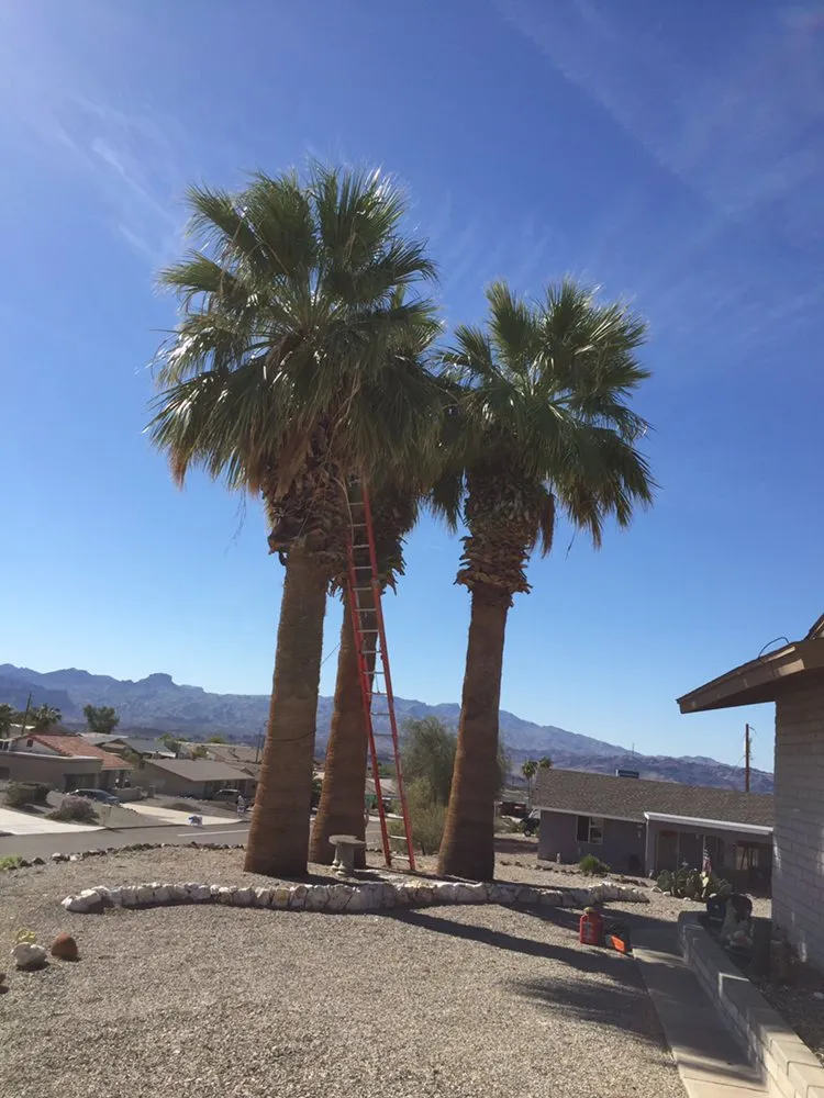 Expert lawn care service in Lake Havasu City, AZ - The Palm Tree Guy