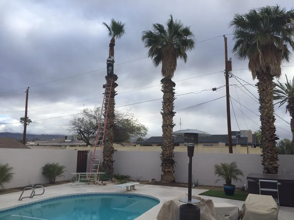 Expert landscape installation in Lake Havasu City, AZ - The Palm Tree Guy