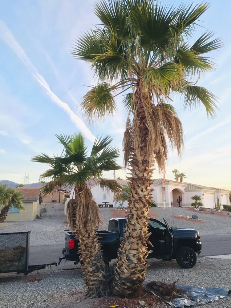 Reliable garden landscaping in Lake Havasu City, AZ - The Palm Tree Guy