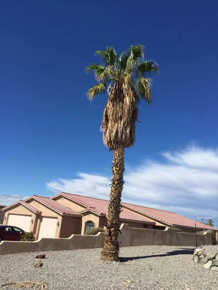 Top-rated landscape design for residential properties across Lake Havasu City, AZ - The Palm Tree Guy