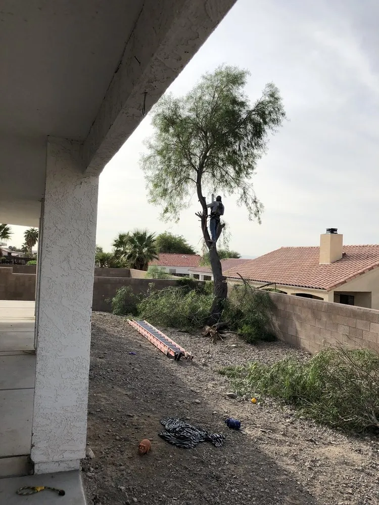 Reliable lawn mowing service experts serving Lake Havasu City, AZ - The Palm Tree Guy