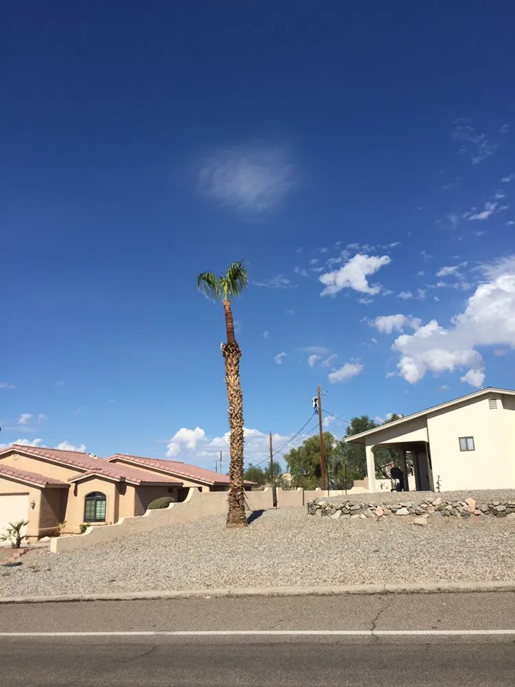 Trusted outdoor landscaping in Lake Havasu City, AZ by The Palm Tree Guy