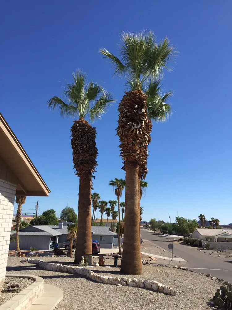 Affordable residential landscaping near you across Lake Havasu City, AZ - The Palm Tree Guy