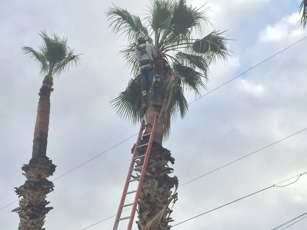 Trusted landscape installation in Lake Havasu City, AZ - The Palm Tree Guy