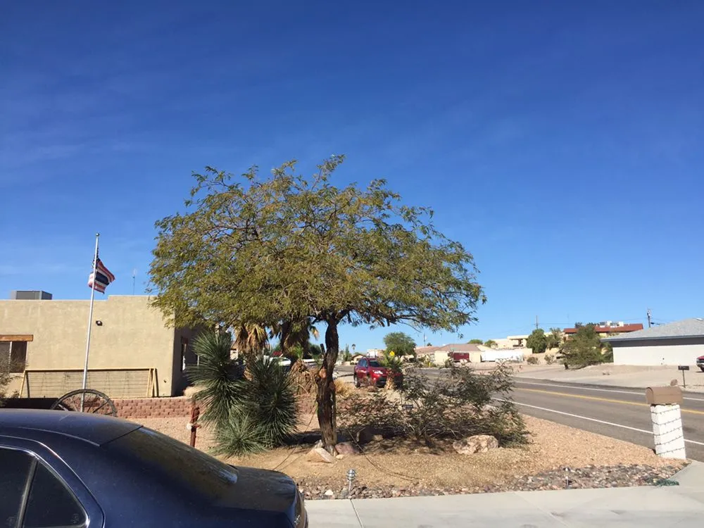 Local residential landscaping for outdoor upgrades in Lake Havasu City, AZ by The Palm Tree Guy