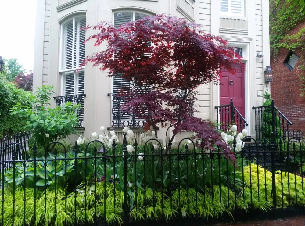 Top-rated residential landscaping in Washington DC, DC by The Pampered Garden