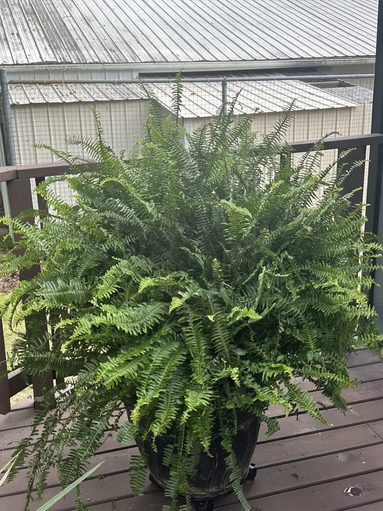 Trusted outdoor landscaping for homes in Eufaula, OK by The Patch