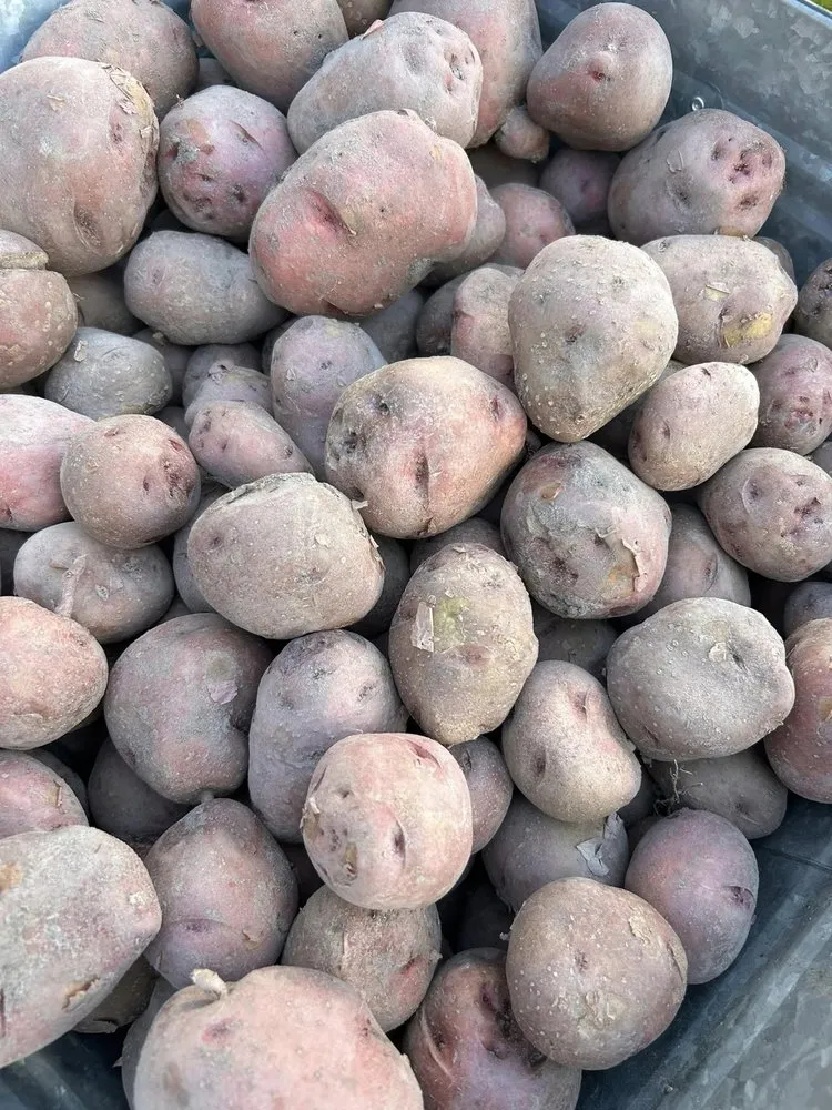 Custom landscaping services for year-round maintenance in Eufaula, OK by The Patch