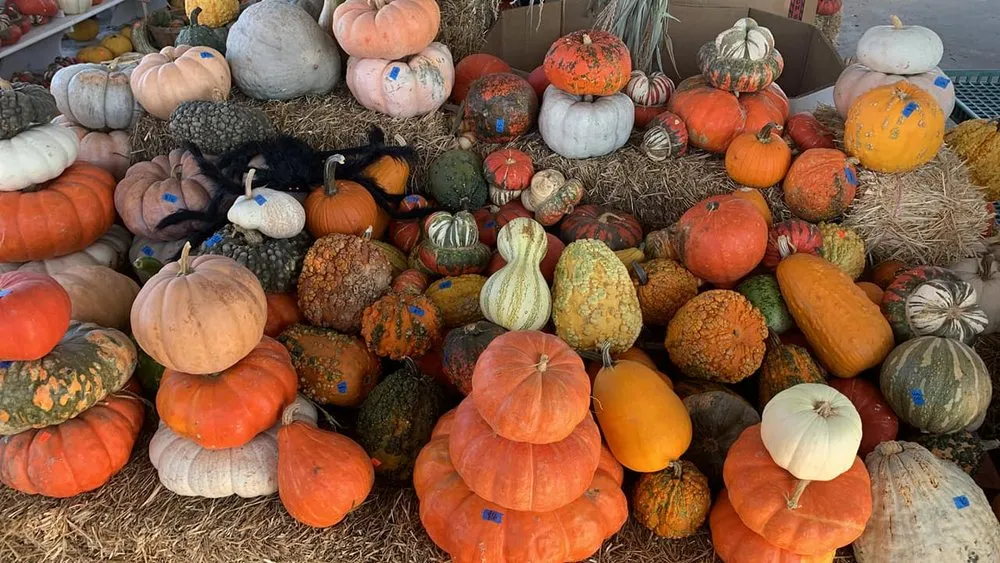 Top-rated residential landscaping in Eufaula, OK - The Patch