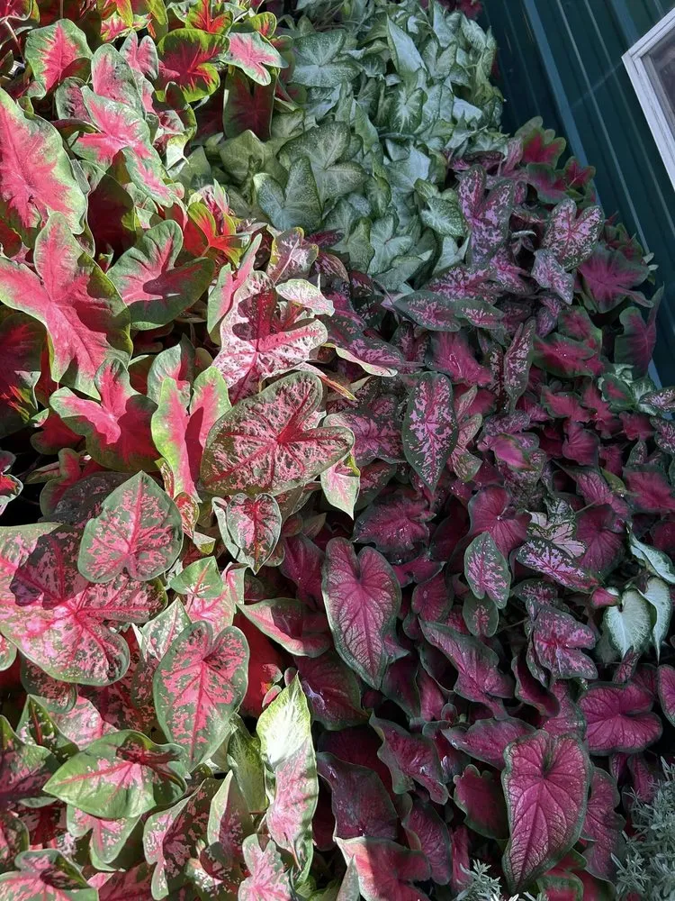 Professional lawn mowing service experts serving Eufaula, OK - The Patch