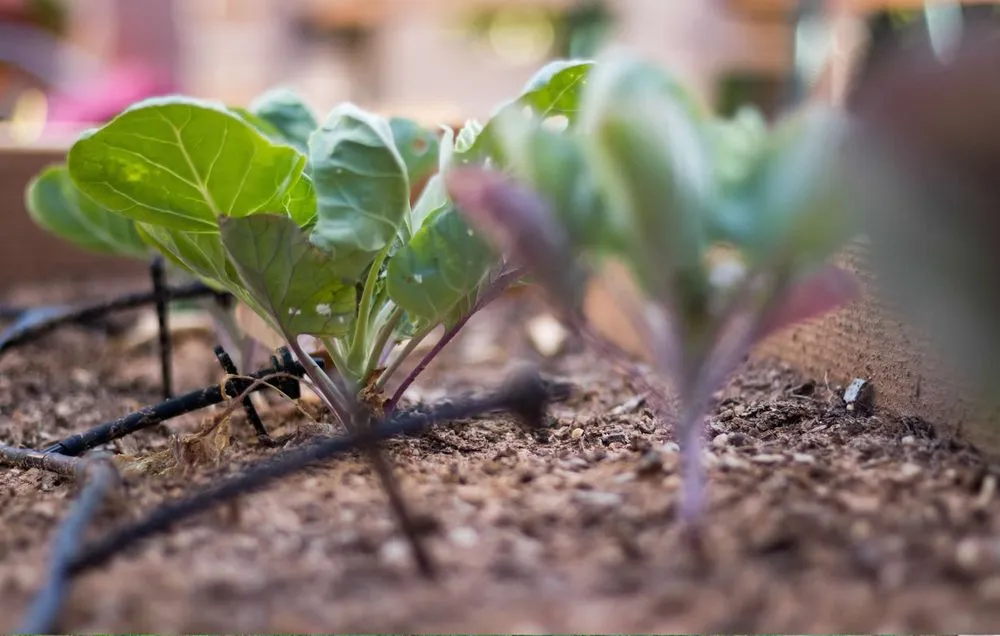 Trusted lawn mowing service in Vacaville, CA by The Perez Landscaping