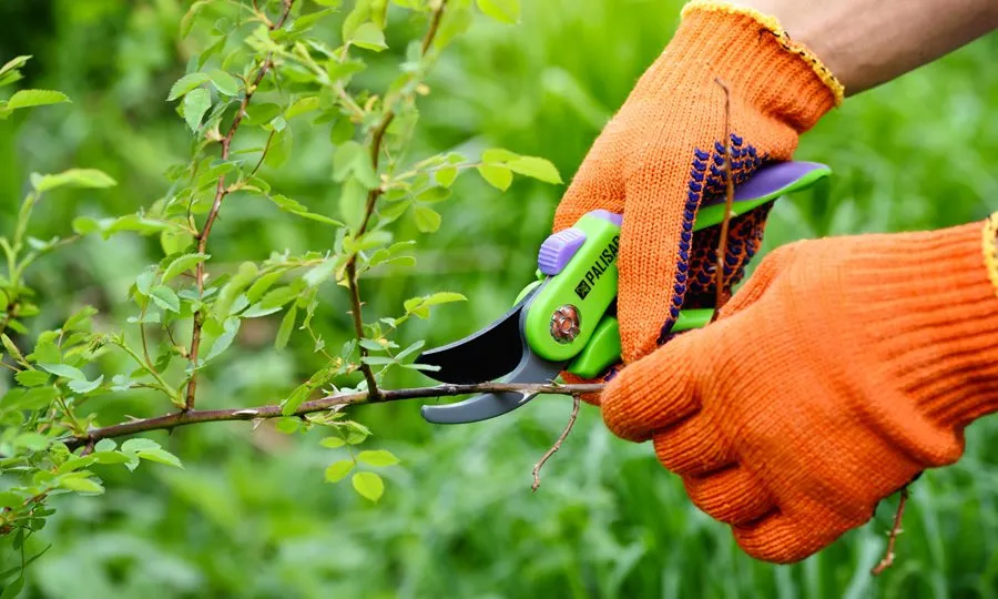 Reliable landscaping services in Vacaville, CA by The Perez Landscaping