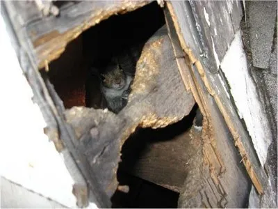 Affordable yard maintenance in McKinney, TX by The Pest Shop - DIY Pest and Lawn Supplies