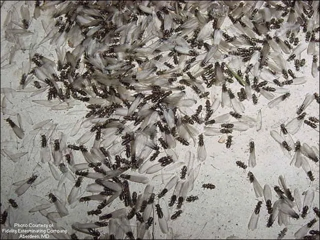 Reliable residential landscaping experts serving McKinney, TX - The Pest Shop - DIY Pest and Lawn Supplies