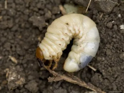 Expert yard maintenance experts serving Plano, TX - The Pest Shop