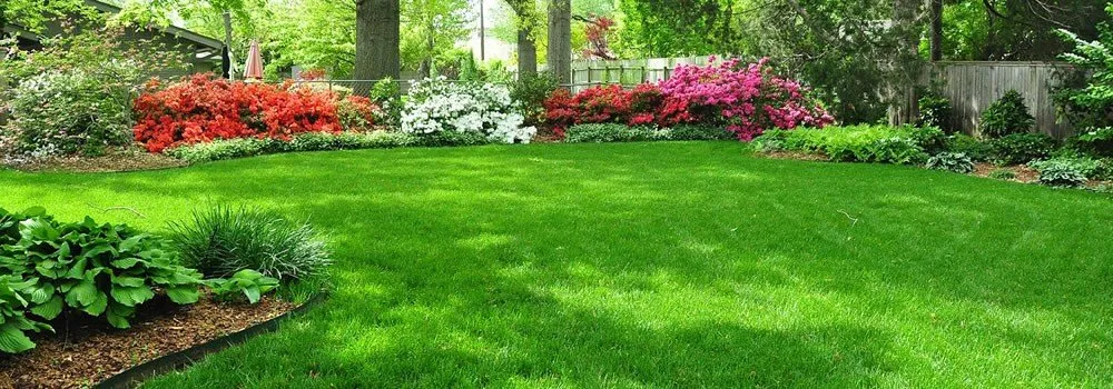 Top-rated yard maintenance in Plano, TX by The Pest Shop