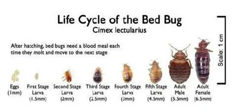 Custom residential landscaping in Plano, TX by The Pest Shop