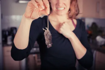 Affordable garden landscaping for residential properties across Plano, TX - The Pest Shop