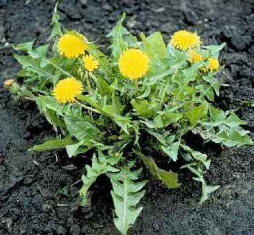 Reliable landscaping services in Plano, TX by The Pest Shop