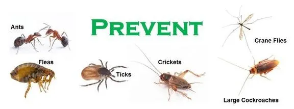 Top-rated lawn mowing service for year-round maintenance in Plano, TX by The Pest Shop