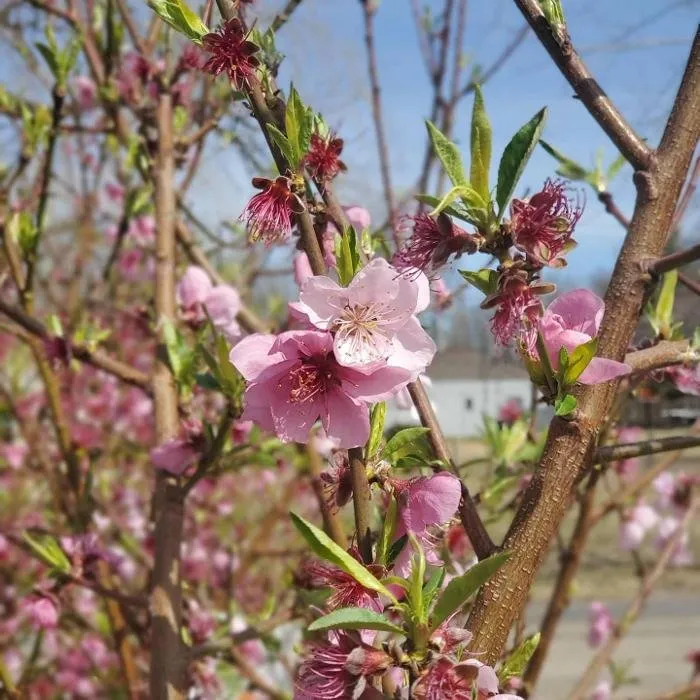 Trusted landscaping services near you across Rhinebeck, NY - The Phantom Gardener