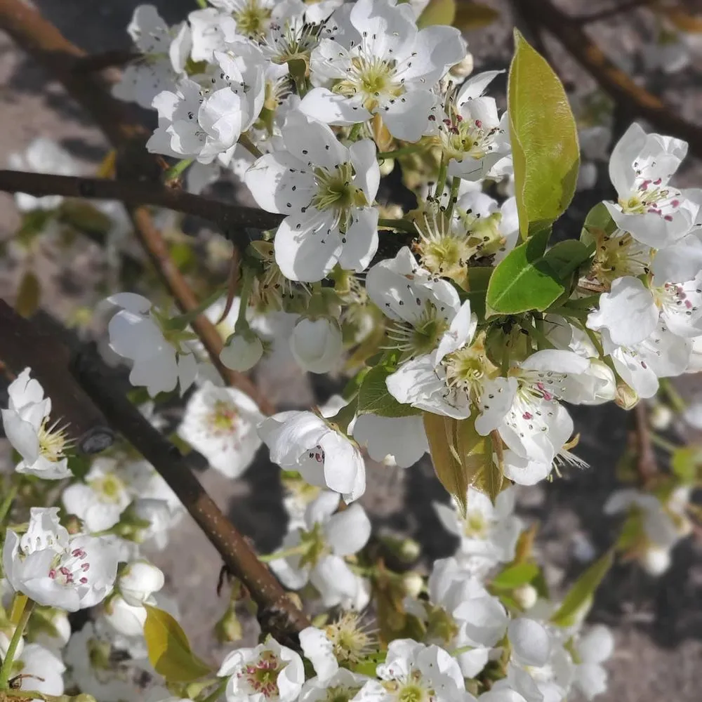 Expert lawn mowing service near you in Rhinebeck, NY by The Phantom Gardener