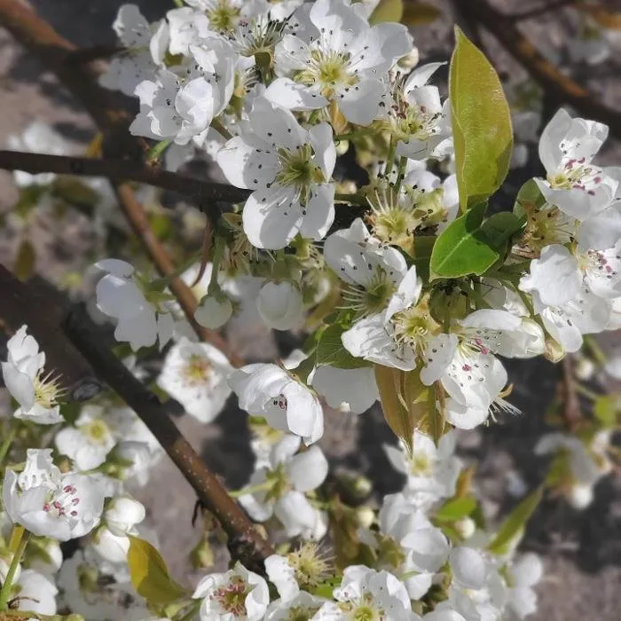 Expert lawn care service in Rhinebeck, NY by The Phantom Gardener