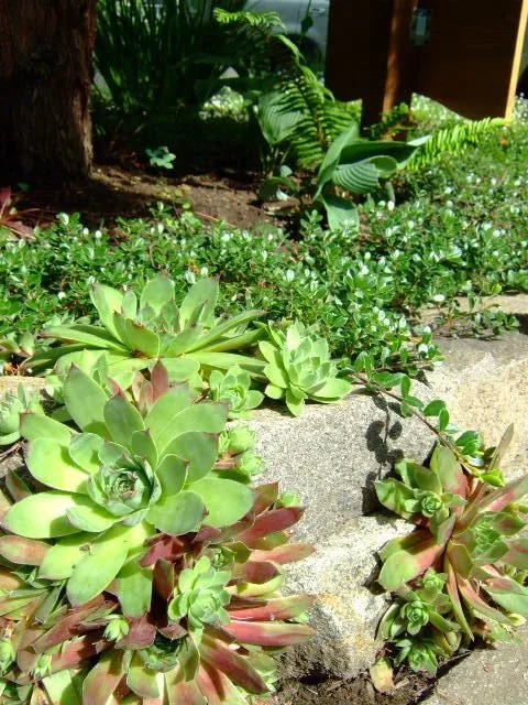 Reliable garden landscaping in Portland, OR by The Phoenix Garden Project